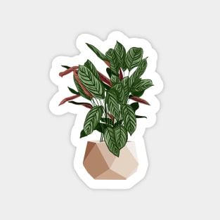 Calathea Freddie Plant Sticker